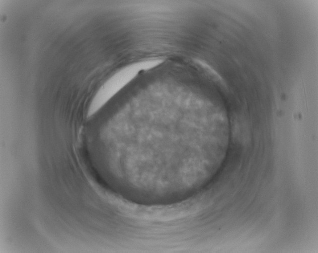 X0000070400026200606302022