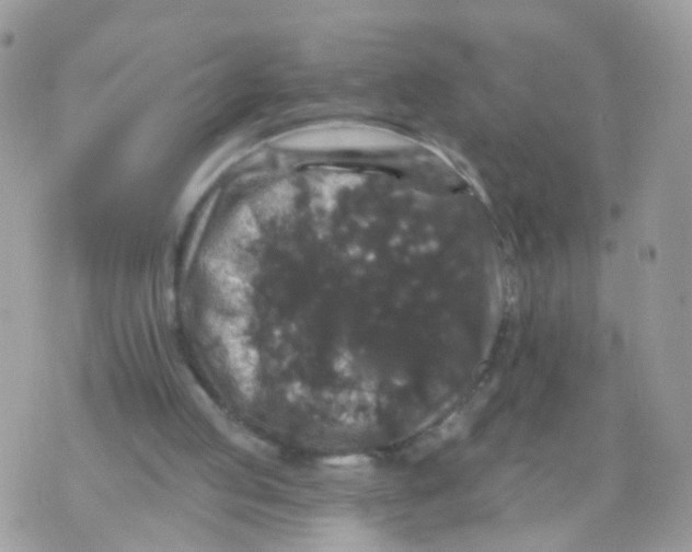 X0000070400053200606302021