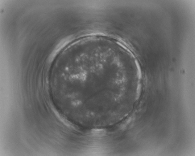 X0000070400055200606302021