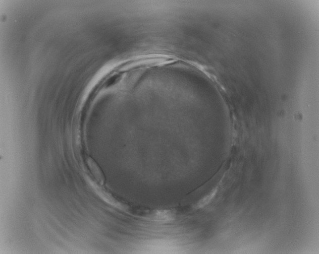 X0000070400056200606302021