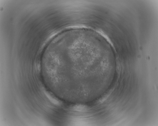 X0000070400063200606302021