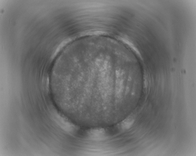 X0000070400110200606302021