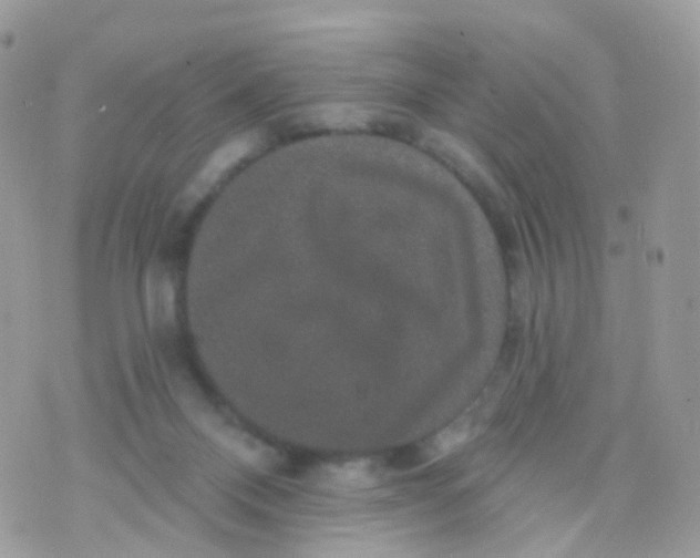 X0000070400120200606302021