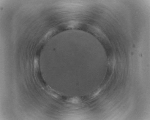 X0000070400127200606302021