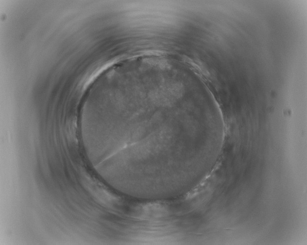 X0000070400146200606302020