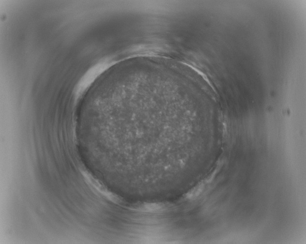 X0000070400149200606302020