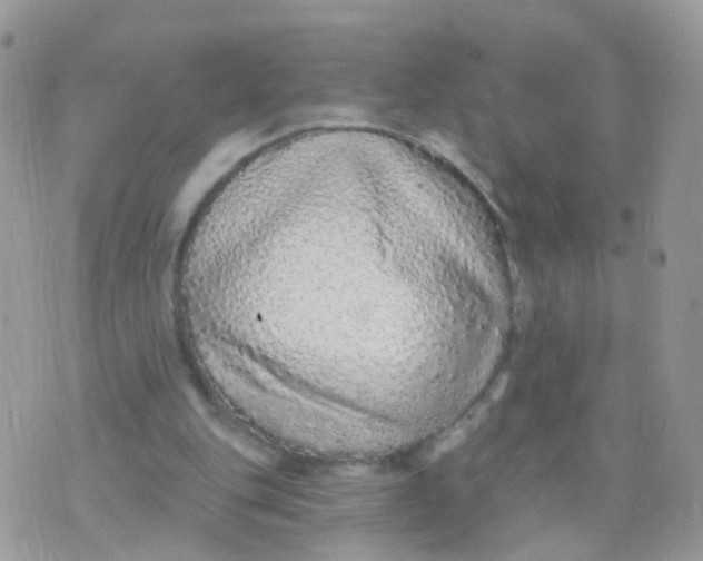 X0000070400151200606302020