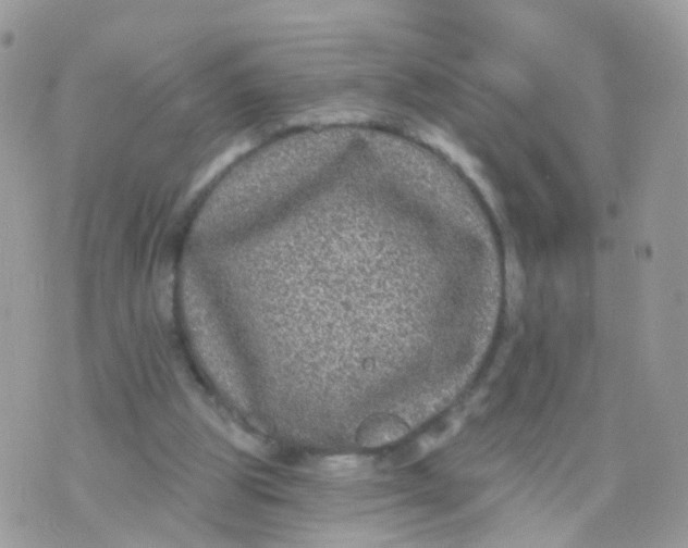 X0000070400153200606302020