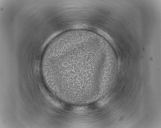 X0000070400155200606302020