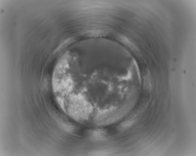 X0000070400165200606302020