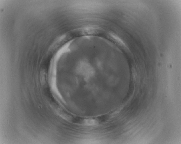 X0000070400169200606302020