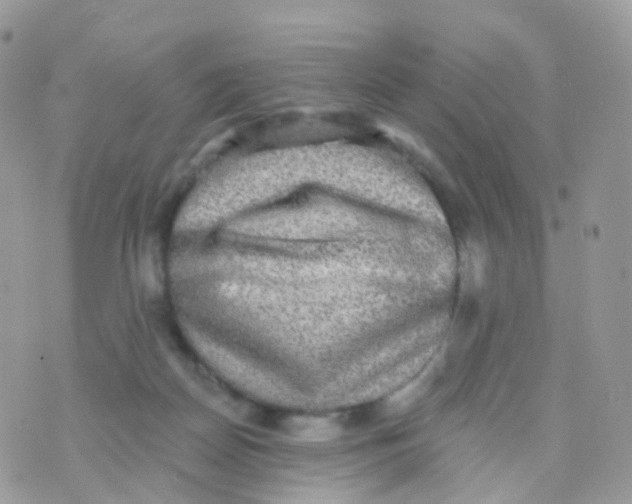 X0000070400170200606302020