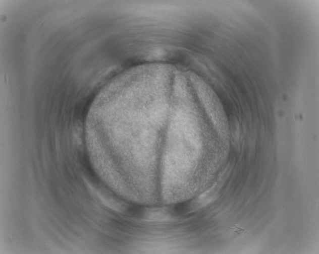 X0000070400175200606302020