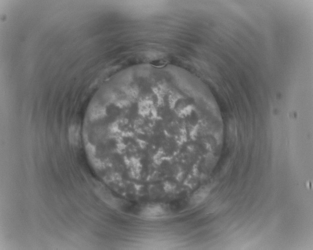 X0000070400177200606302020