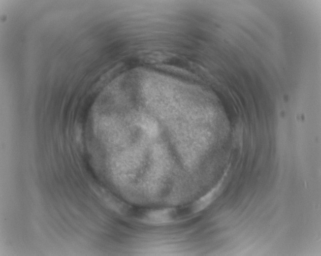 X0000070400178200606302020