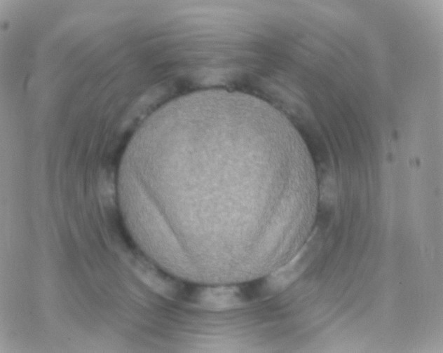 X0000070400179200606302020