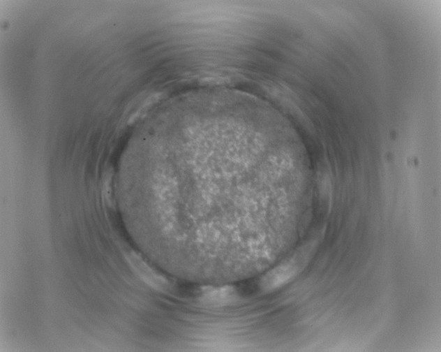 X0000070400185200606302020