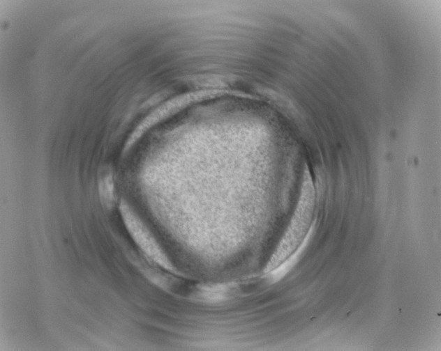 X0000070400190200606302020