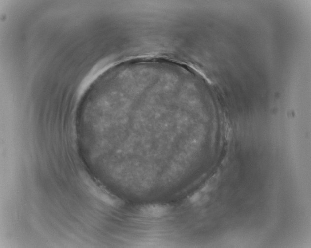 X0000070400198200606302020