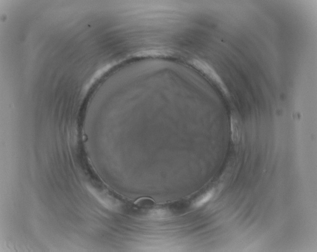 X0000070400204200606302019