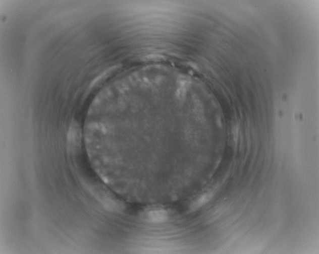 X0000070400228200606302019