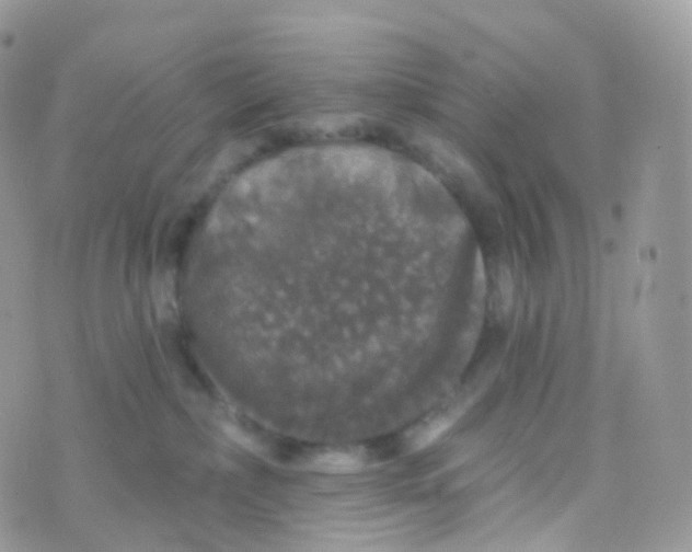 X0000070400236200606302019