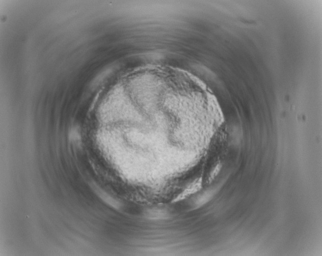 X0000070400238200606302019