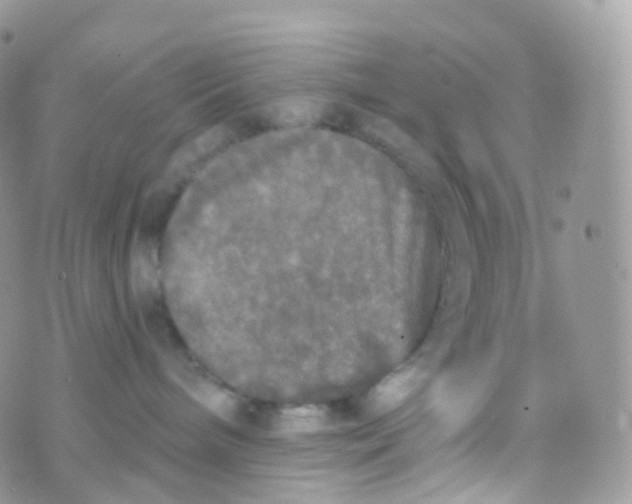 X0000070400240200606302019