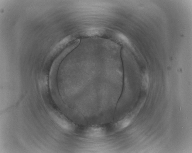 X0000070400260200606302018