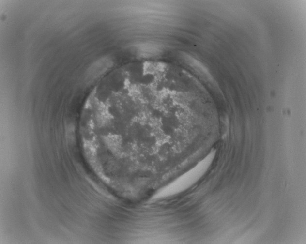 X0000070400269200606302019