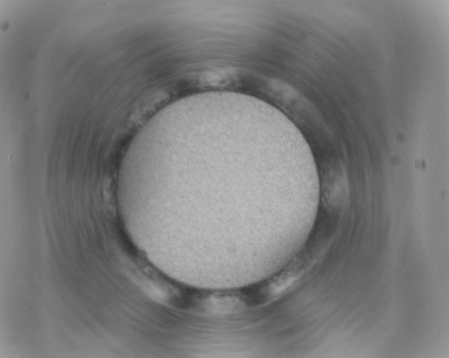 X0000070400270200606302019