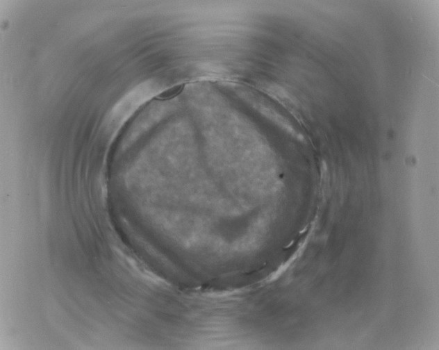 X0000070400290200606302018