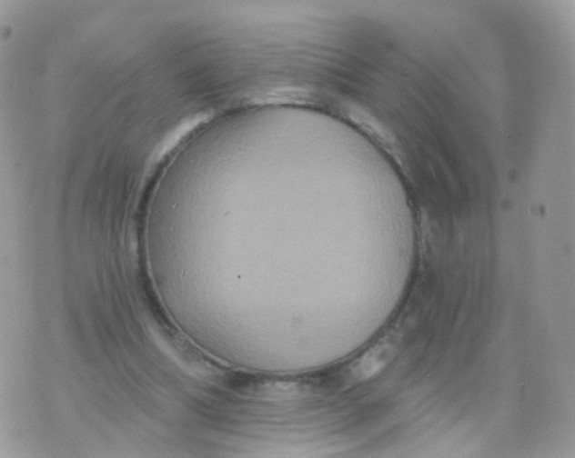 X0000070400298200606302018