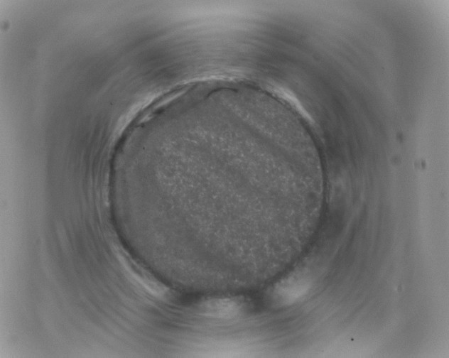 X0000070400299200606302018