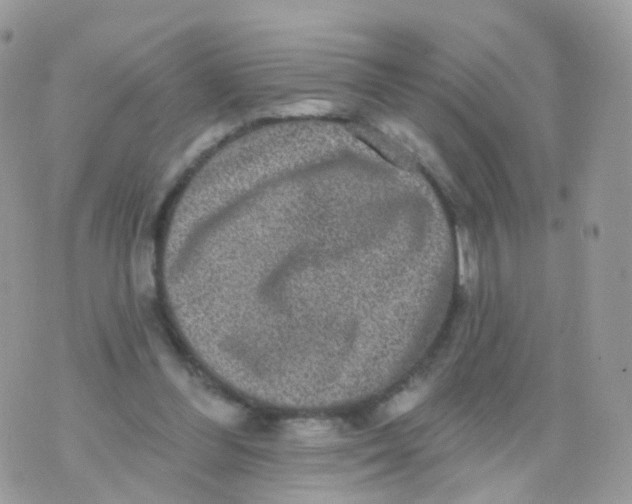 X0000070400300200606302018