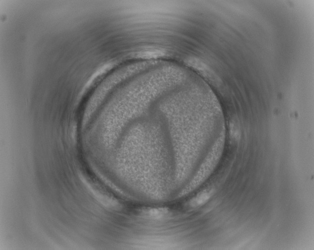 X0000070400304200606302018