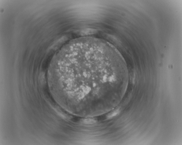 X0000070400327200606302017