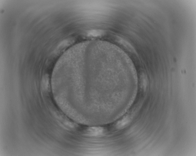 X0000070400328200606302017