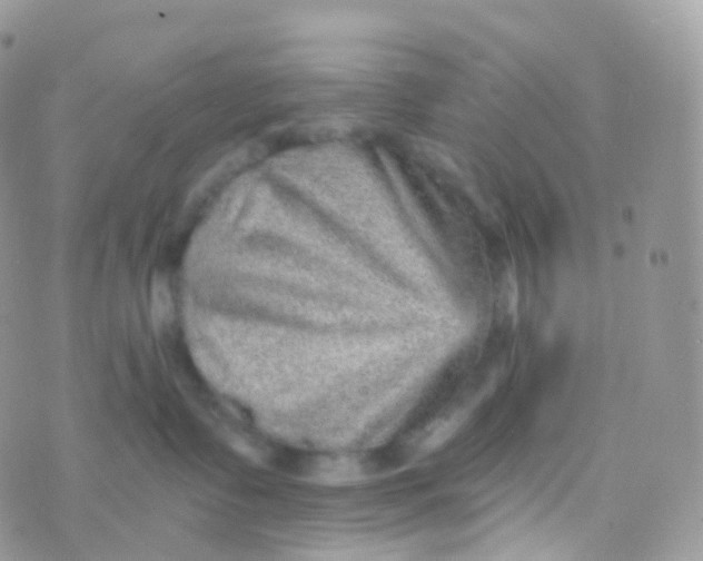 X0000070400335200606302017