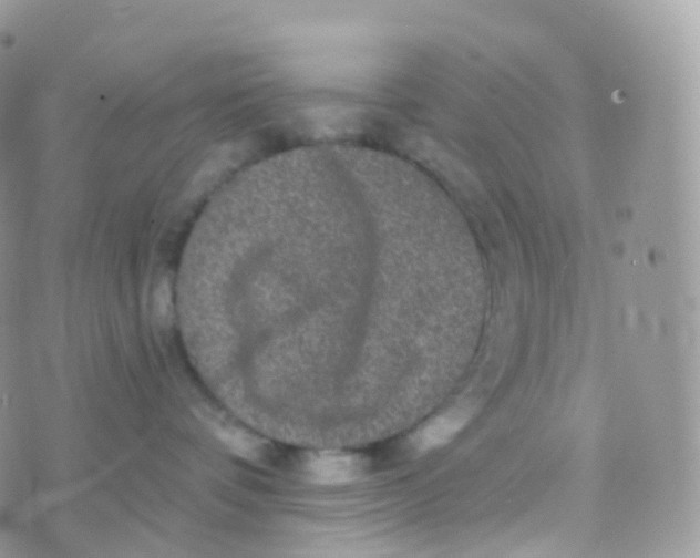 X0000070400336200606302017