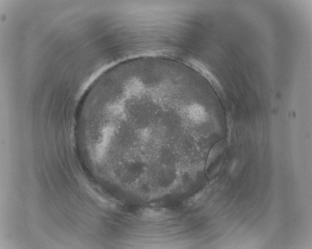 X0000070400346200606302017