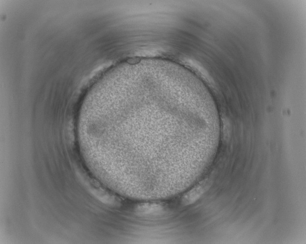 X0000070400354200606302017