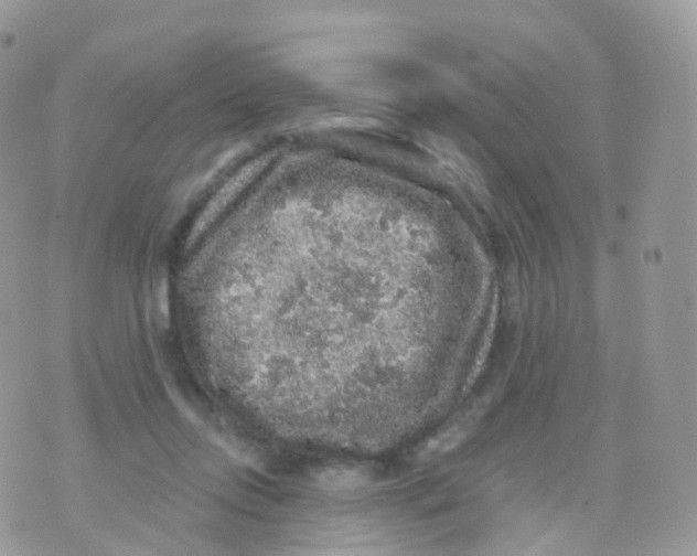 X0000070400358200606302017