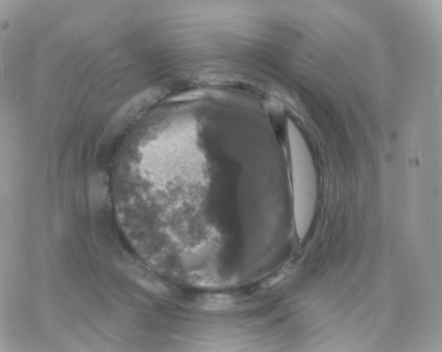 X0000070400361200606302017