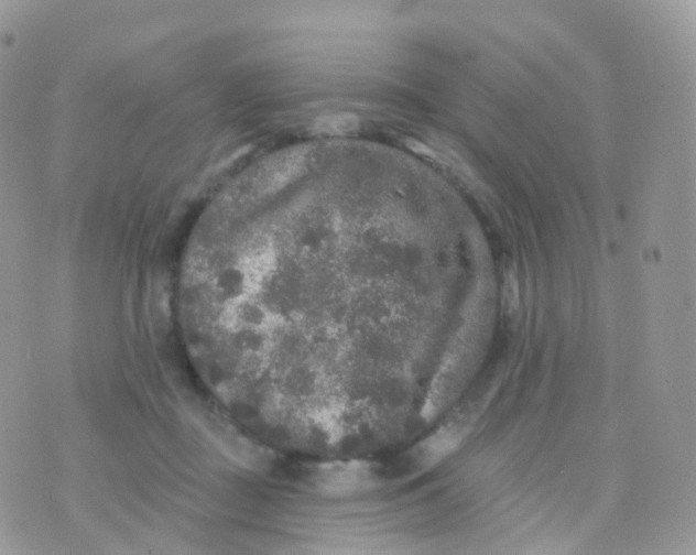 X0000070400363200606302017