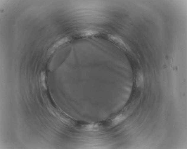 X0000070400366200606302017