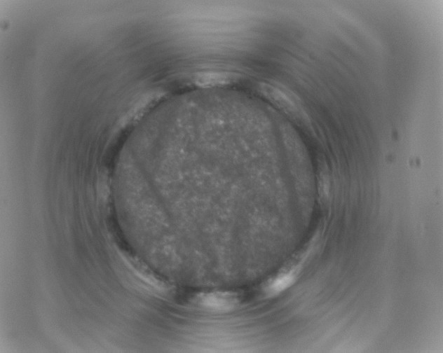 X0000070400367200606302017