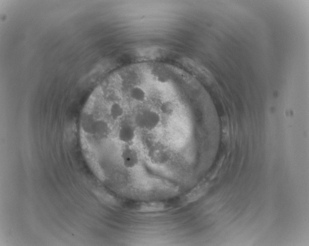 X0000070400369200606302017