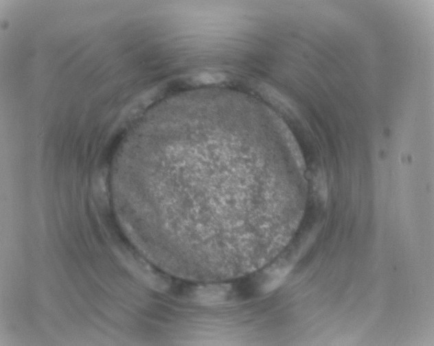 X0000070400373200606302017