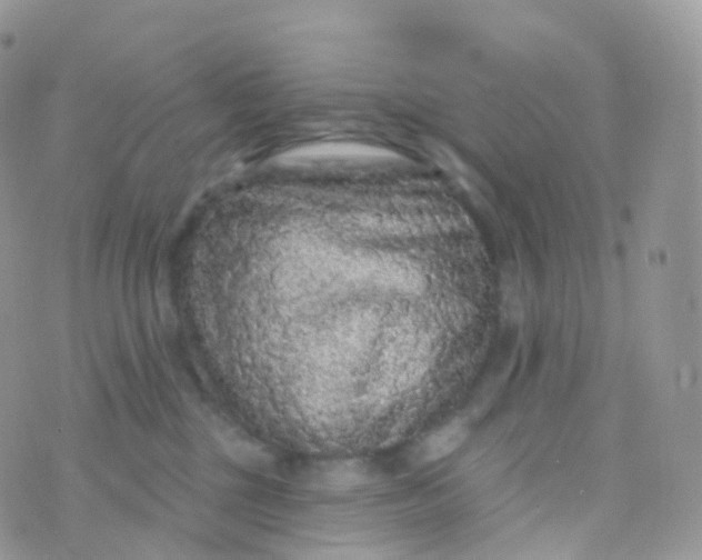 X0000070400377200606302017